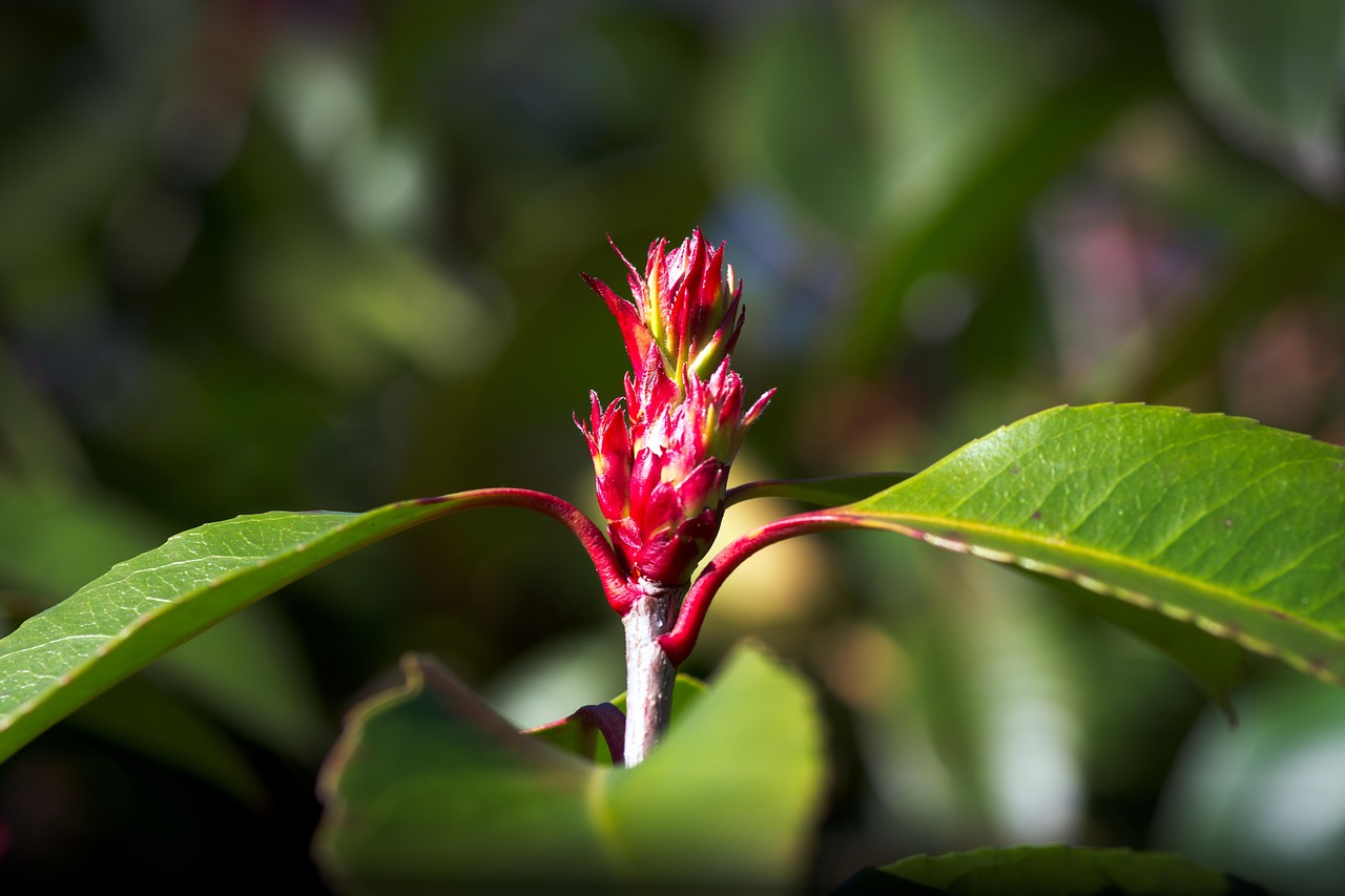 70 多张免费的“石楠”和“石南花”照片 - Pixabay