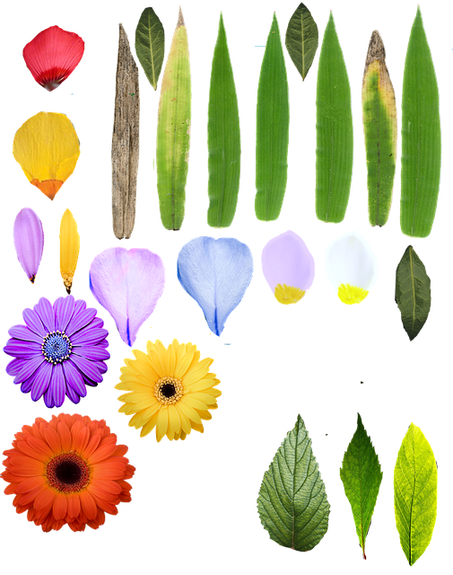 Flower And Leaf Texture Free image on Pixabay