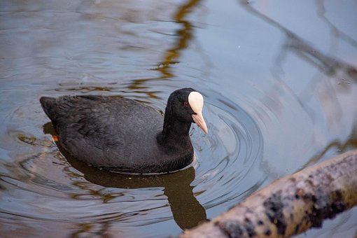 Blässhuhn, Vogel, Wasservögel