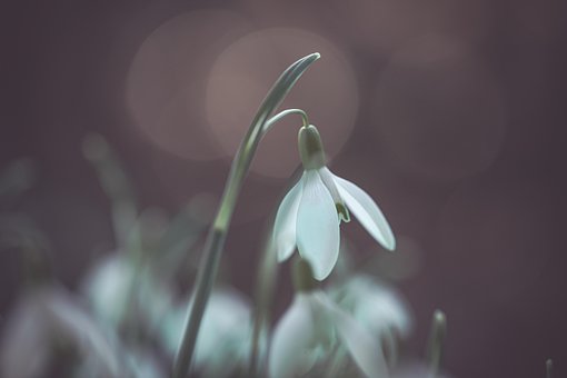 Schneeglöckchen, Blume, Weiße Blume