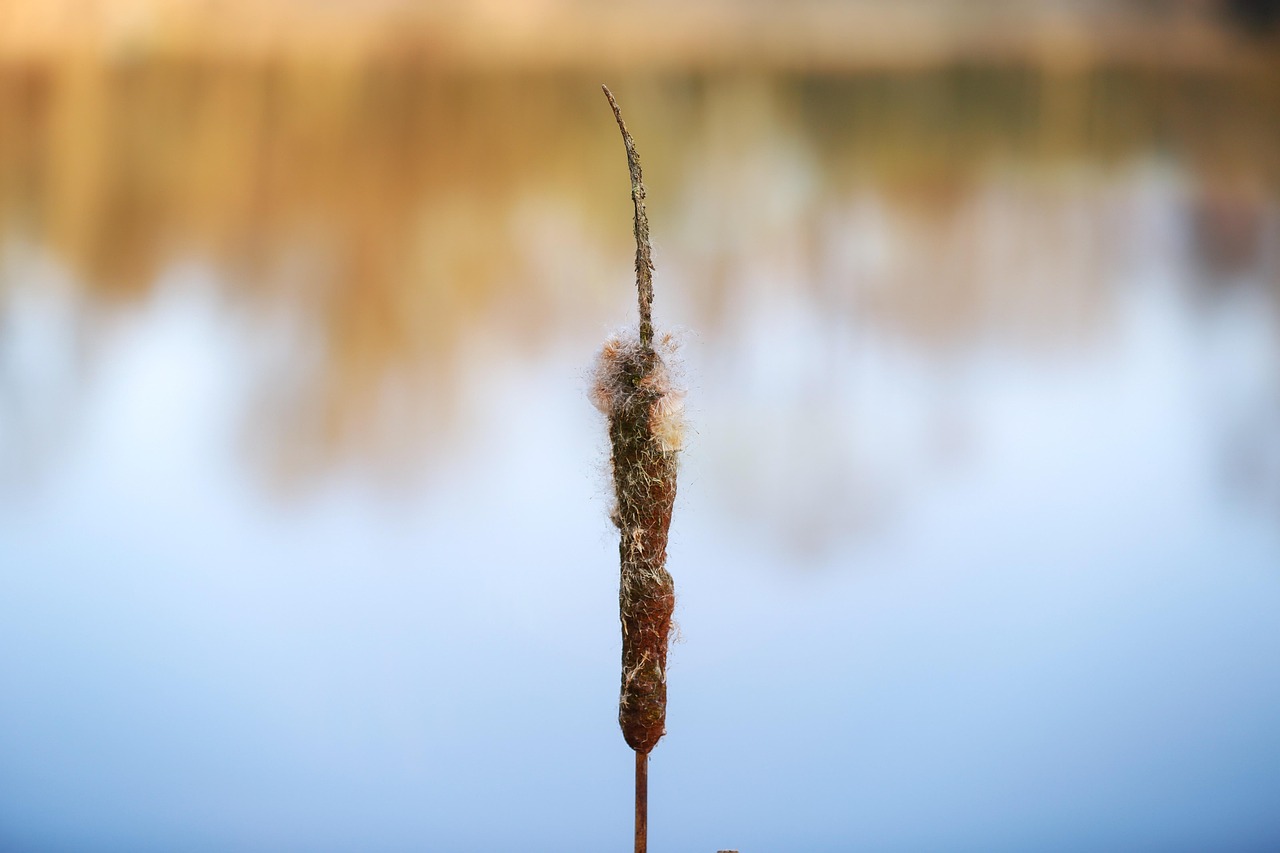 Nature Reed Botany Free photo on Pixabay Pixabay
