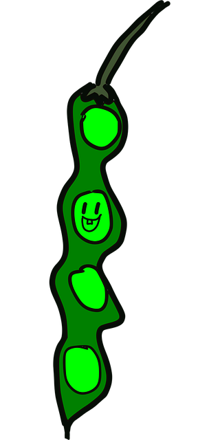 Free Vegetable Beans vector and picture