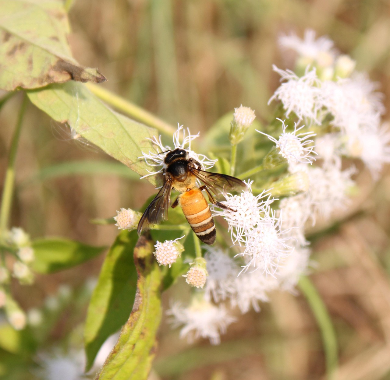 Zummeng Insect Bee Insect Bee Pollination - Free photo on Pixabay - Pixabay