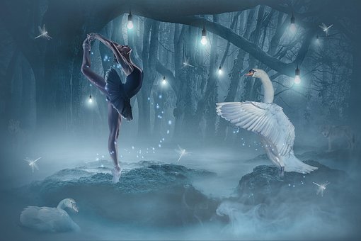 Free Swan Bird photo and picture