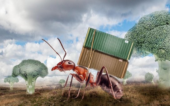 Free Ants Vegetables photo and picture