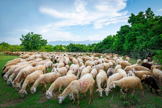 Free Sheep Field photo and picture