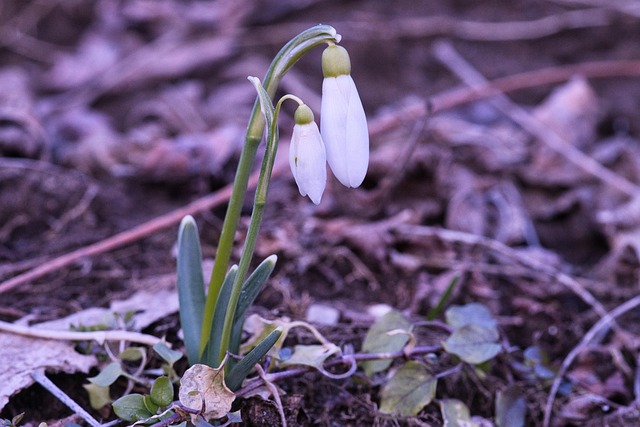 Vintergæk, Blomster, Smukke Blomster