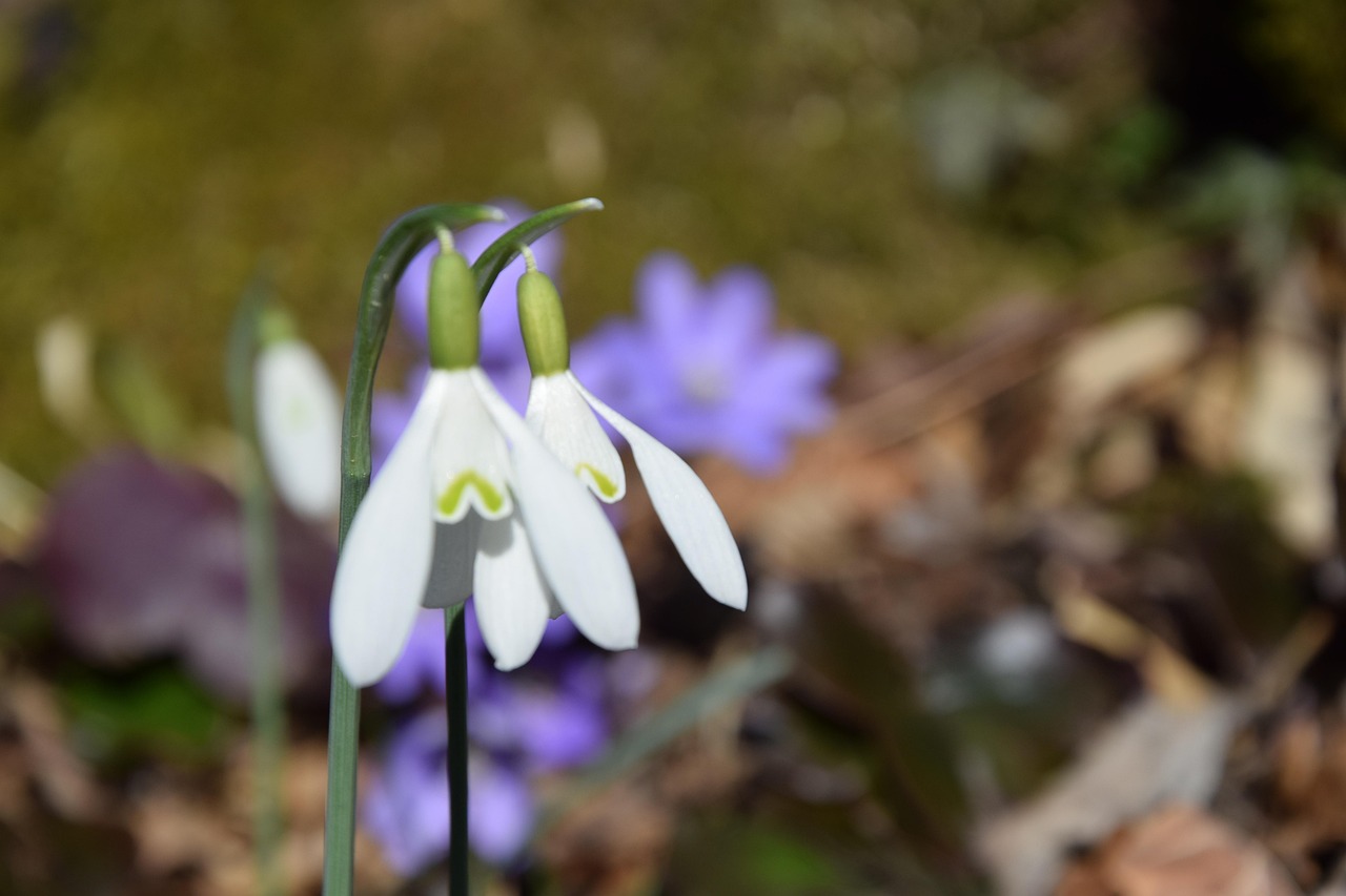 Snowdrops Flowers Spring Free photo on Pixabay Pixabay