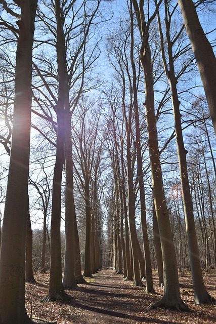Árboles, Calzada Del Bosque, Luz De Sol