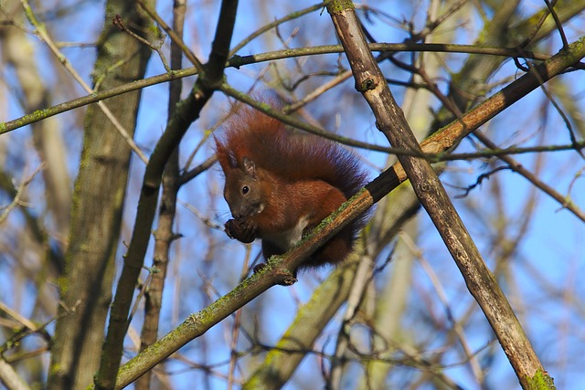 Free Eurasian Squirrel Squirrel photo and picture