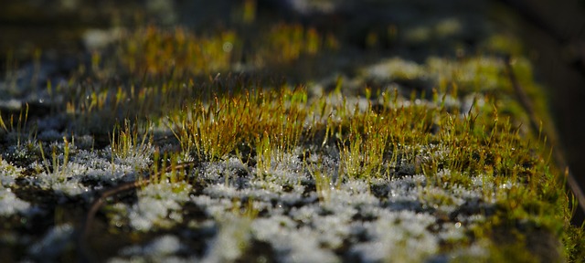 Free Moss Snow photo and picture