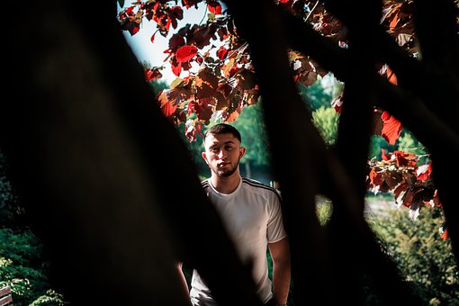 Free Man Tree photo and picture