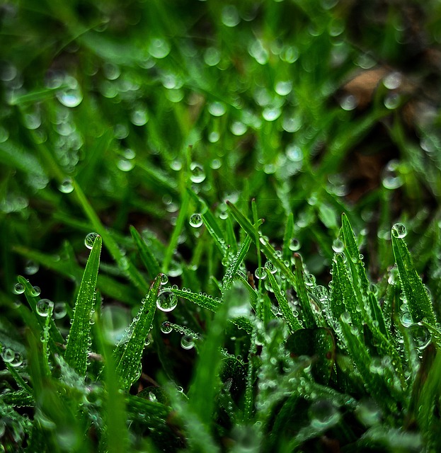 Gras, Natur, Pflanze, Wald, Wachstum