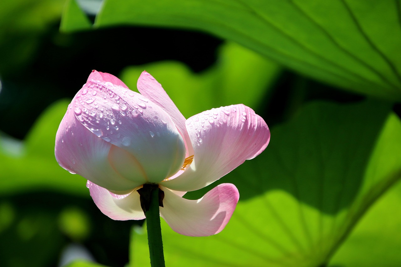 Flower Lotus Blossom - Free photo on Pixabay - Pixabay
