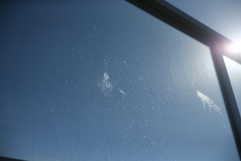 Window Collision Window Collision Wild - Free photo on Pixabay - Pixabay