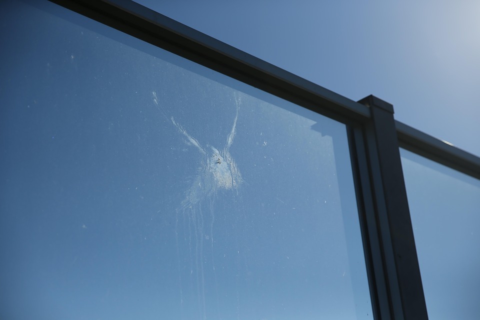 Window Frame Collosion Window Collision Wild - Free photo on Pixabay - Pixabay