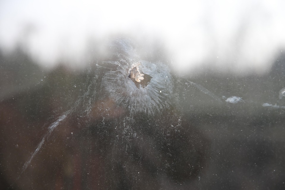 Window Collision Window Collision Wild - Pixabay의 무료 사진