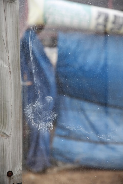 Window Collision Window Collision 野 - Pixabayの無料写真 - Pixabay