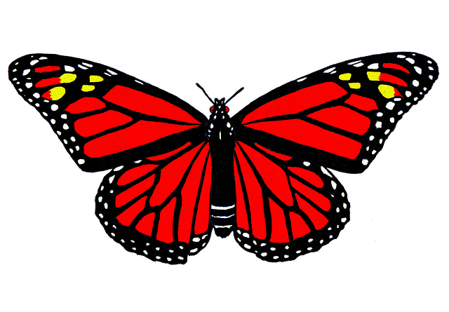 Fluture, Fluture Monarh, Monarh