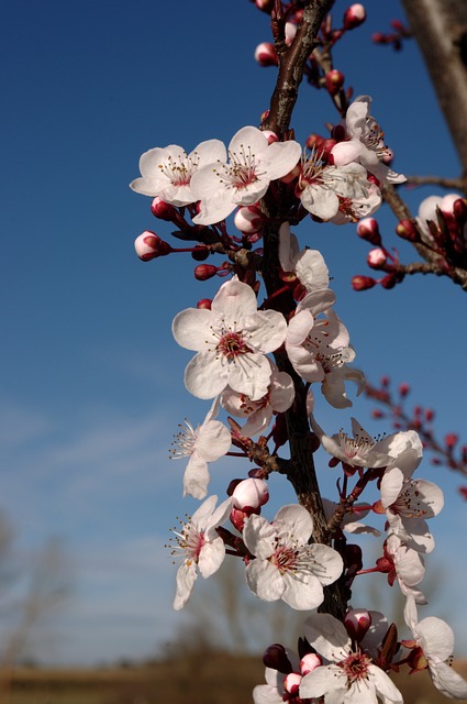 Free Tree Flower photo and picture