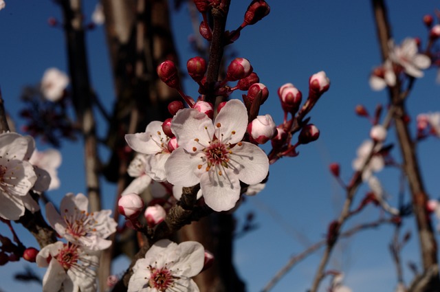 Free Tree Flower photo and picture