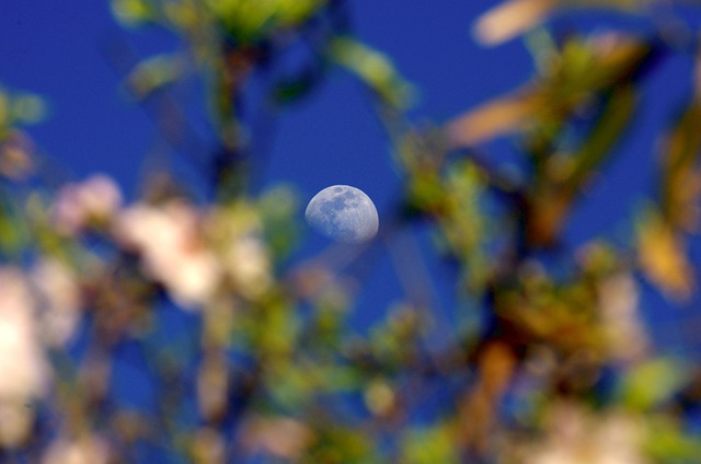 Free Moon Flower Wallpaper photo and picture