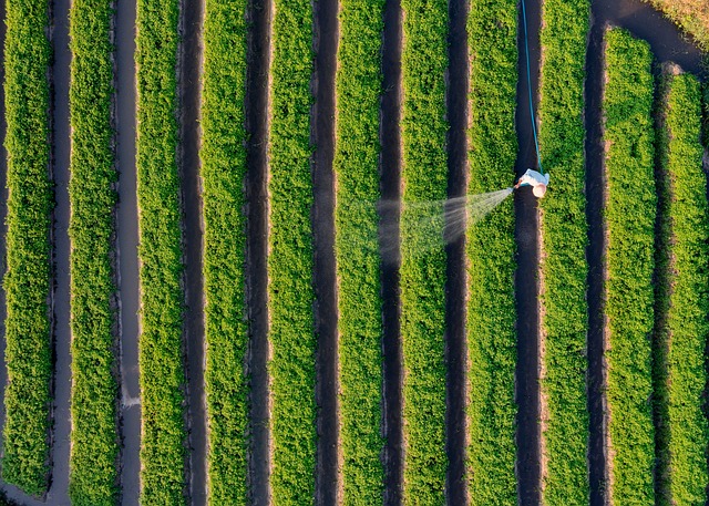 Free Grass Farmer photo and picture