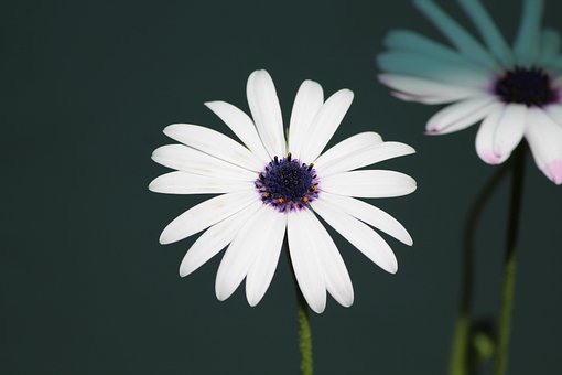 Free Flower Flower Wallpaper photo and picture