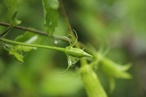 Free Plant The Leaves photo and picture