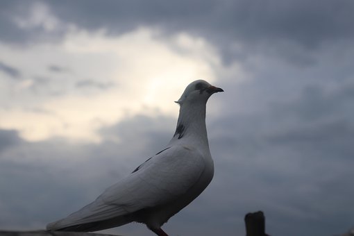 Free Bird Pigeon photo and picture