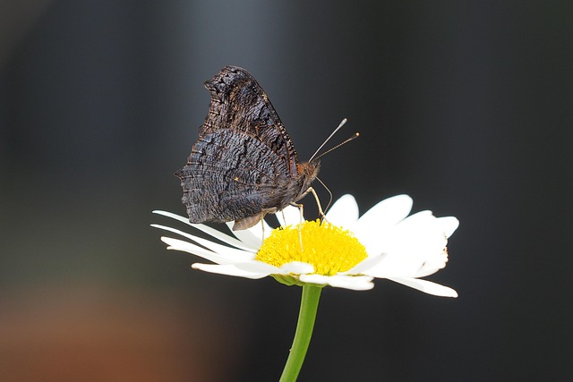 Free Butterfly Insect photo and picture