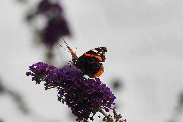 Free Insect Butterfly photo and picture