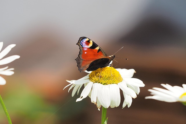 Free Butterfly Insect photo and picture
