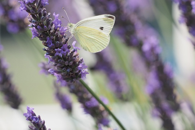 Free Butterfly Insect photo and picture