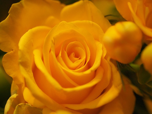Free Flower Rose photo and picture