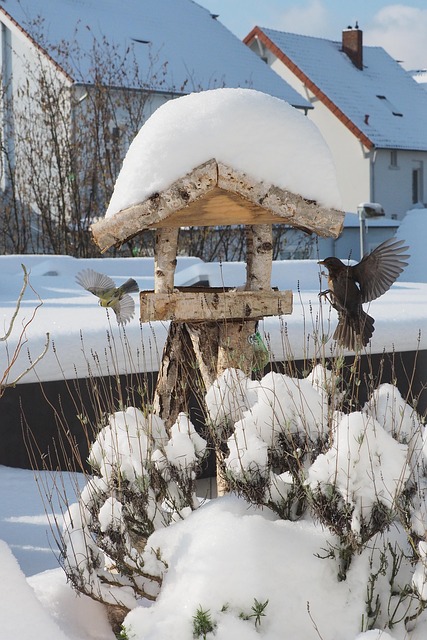 Free Winter Bird House photo and picture