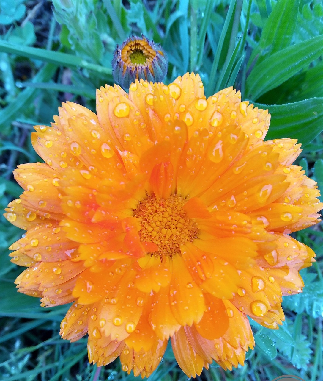 flower-in-the-morning-free-photo-on-pixabay-pixabay