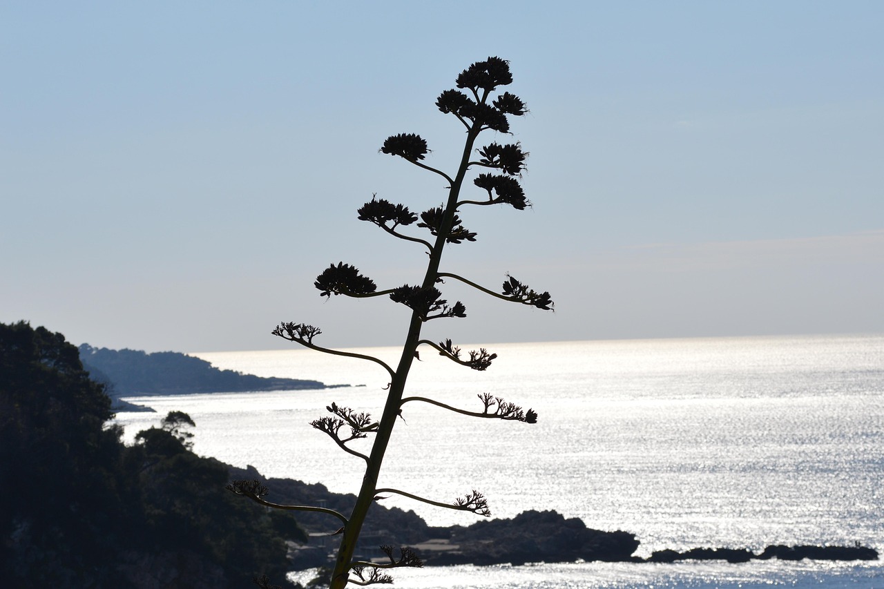 Agave Baum Meer Jahrhundert - Kostenloses Foto auf Pixabay