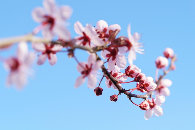 Blume, Kirschblüte, Blütenblätter, Rosa