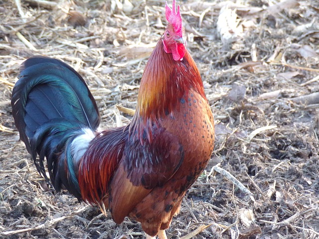 Gallo Roosters Farm Free photo on Pixabay Pixabay
