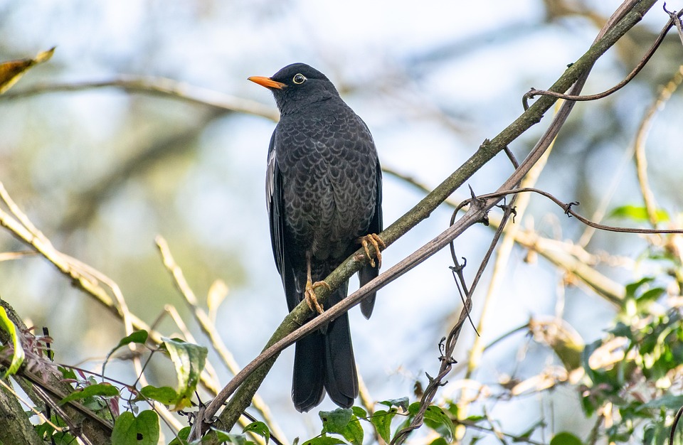 Grey-Winged Blackbird Bird Animal - Free photo on Pixabay - Pixabay