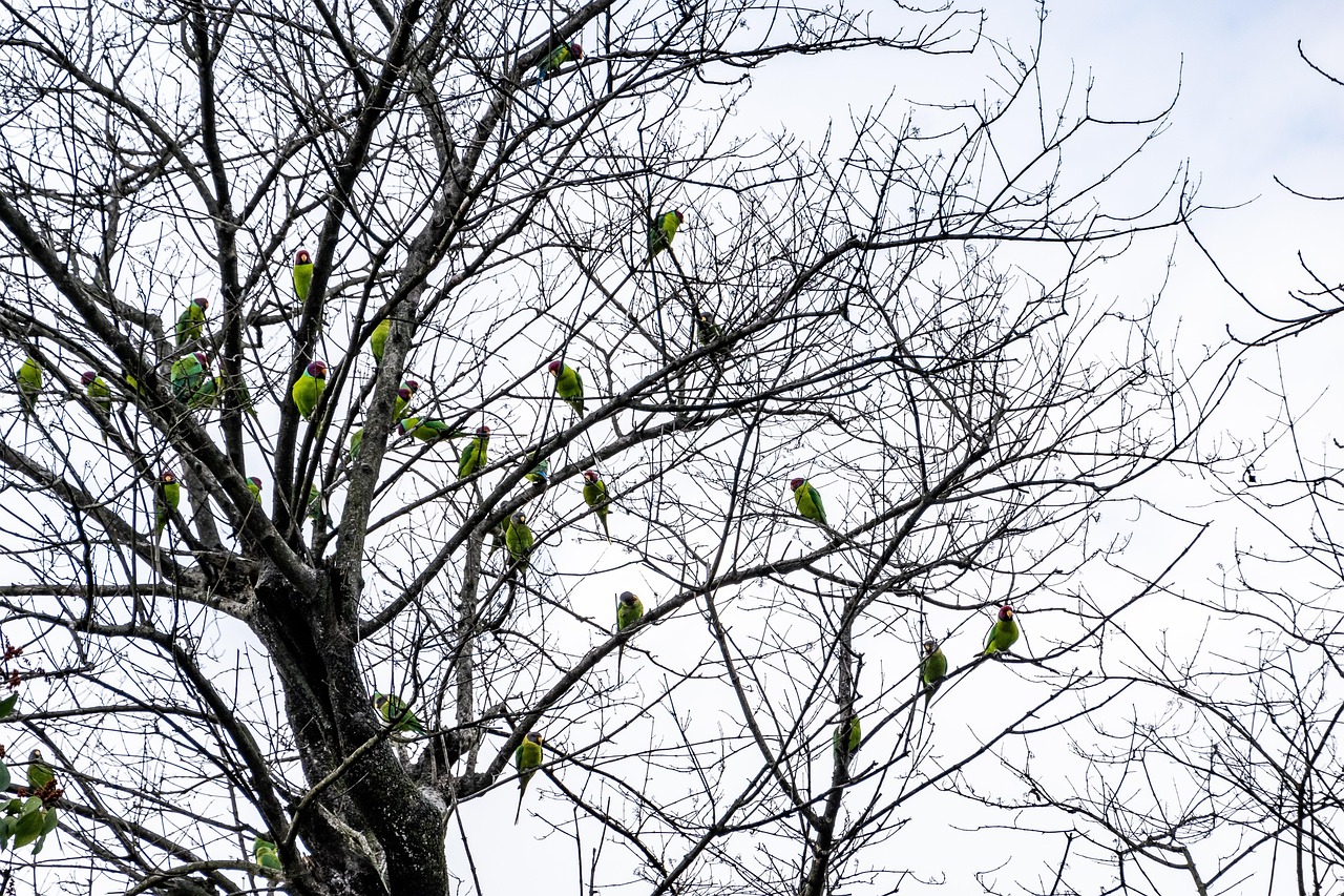 鳥 オウム 群れ - Pixabayの無料写真 - Pixabay