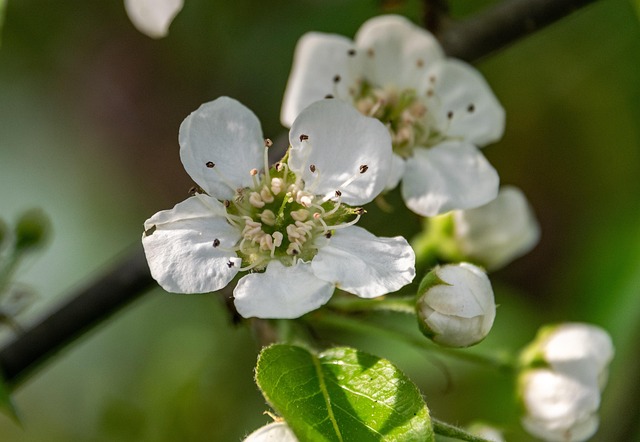 Blossom Bloom Pears - Free photo on Pixabay - Pixabay