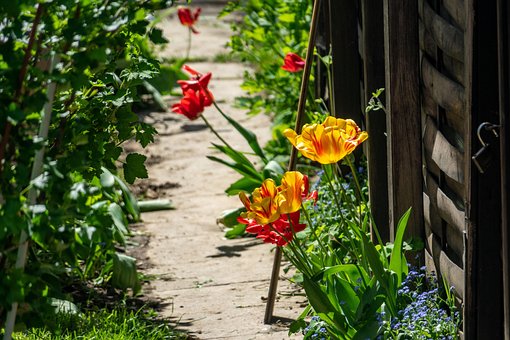 Free Flower Blossom photo and picture