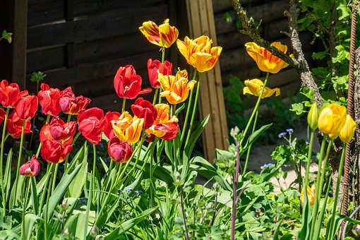 Free Flowers Tulips photo and picture
