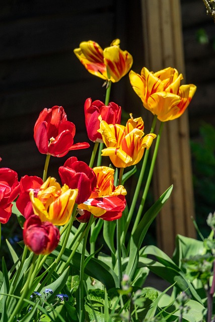 Free Flowers Blossom photo and picture