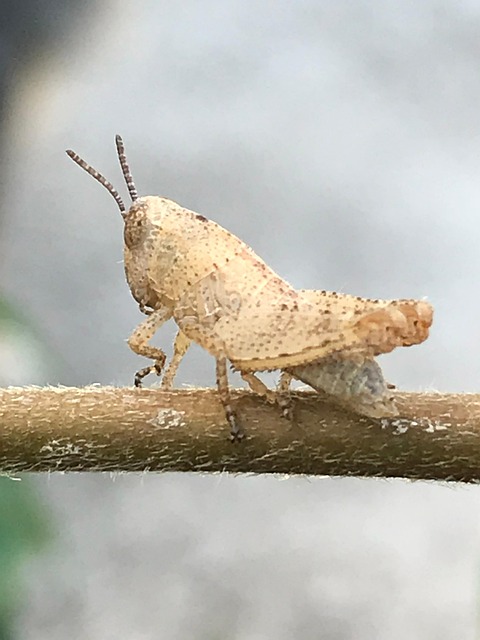Free Grasshopper Insect photo and picture