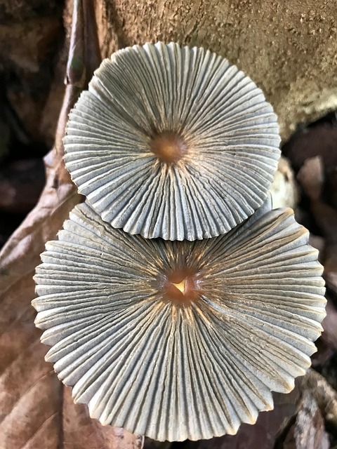 Free Mushrooms Poisonous photo and picture