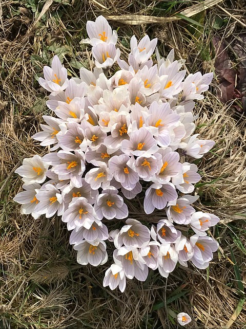 Free Crocus Flowers photo and picture