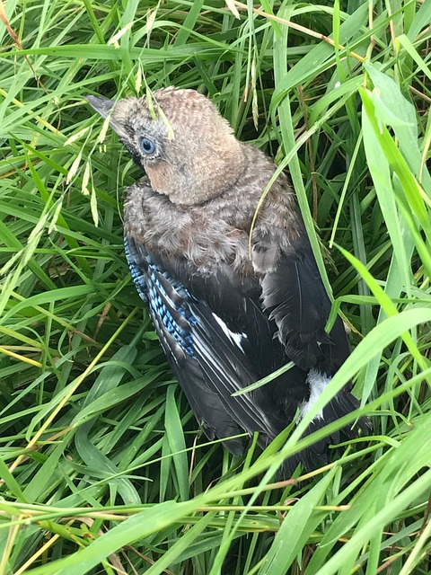 Free Jay Bird photo and picture